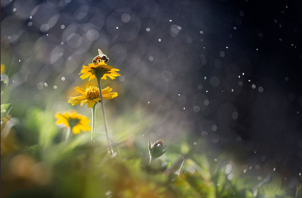 Ảnh minh họa: thoughtco.com